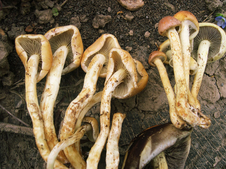 Hypholoma fasciculare. Tossico.